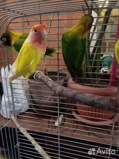 Неразлучники