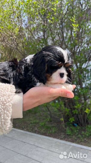 Кавалер кинг чарльз спаниель