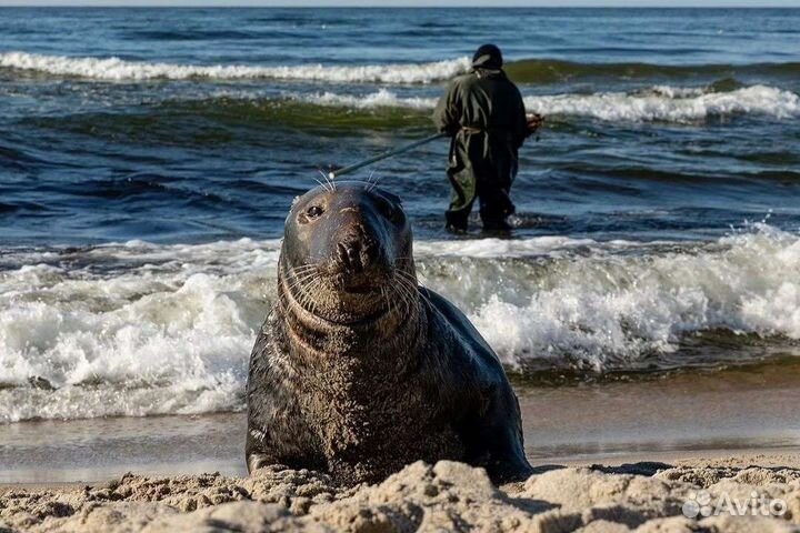 Экскурсии.Гид.Куршская коса.Калининград