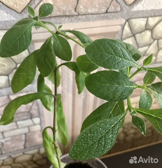 Клеродендрум угандийский (голубая бабочка)