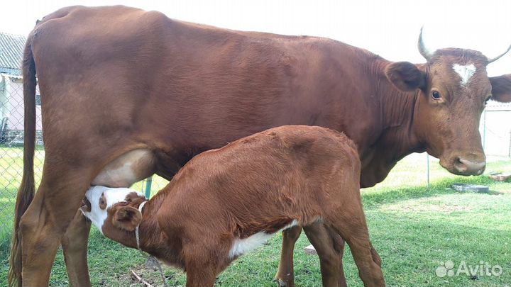 Корова дойная с теленком