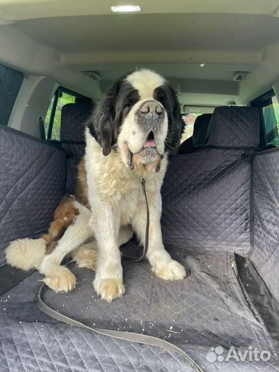 Перевозка ваших питомцев