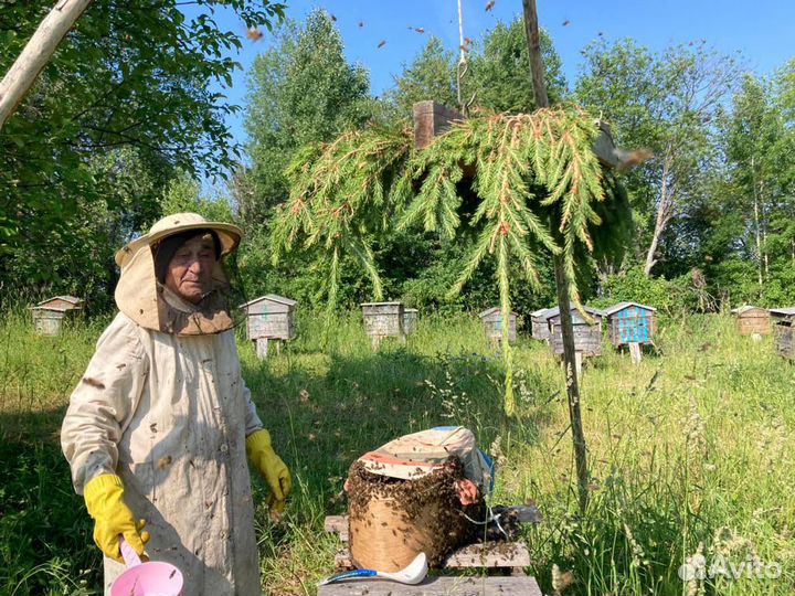 Мед свежий 2023г