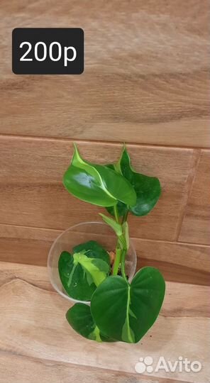 Фикус Али, Керли, мирт крупнолист.вар.,фил бразил