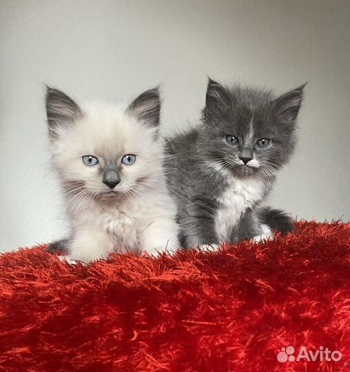 Котята бесплатно в добрые руки