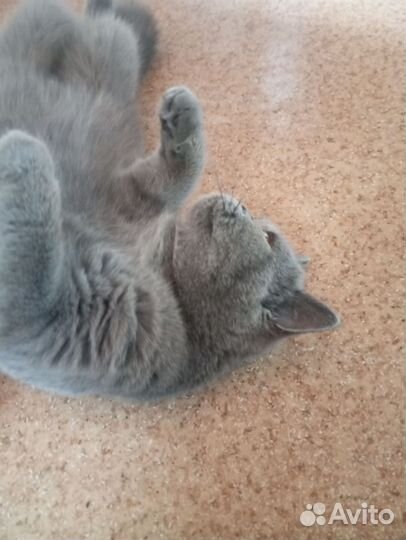 Персидская кошка на случку