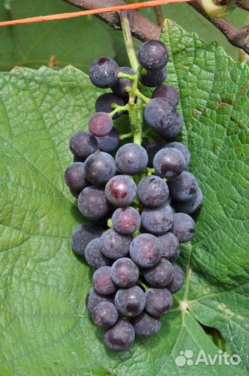 Саженцы винограда, зимостойкого неукрывного