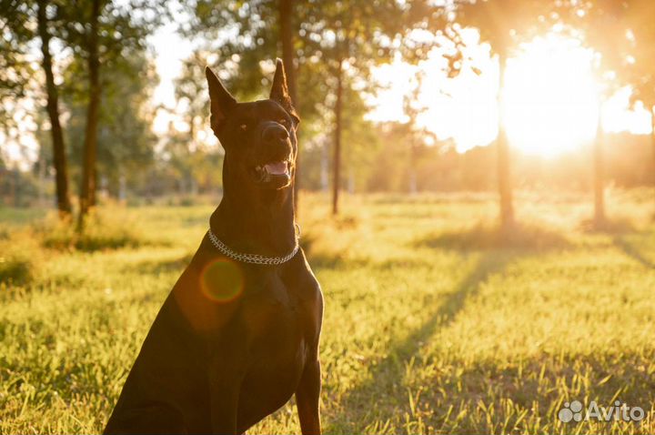 Доберман для фотосессии