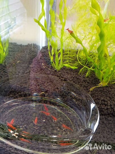 Креветки Амано