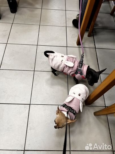 Жилетка для собаки xs