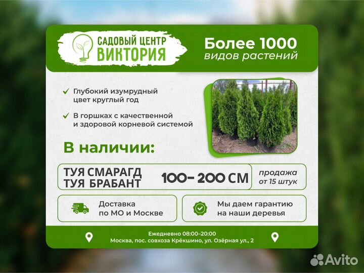 Саженцы Туя Брабант 180-200 см с гарантией