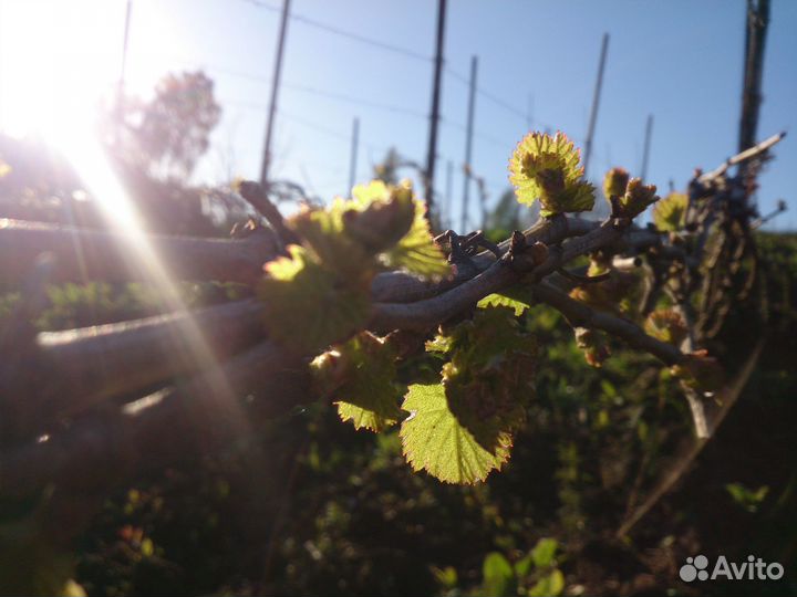 Саженцы винограда для виноделия в Рязани