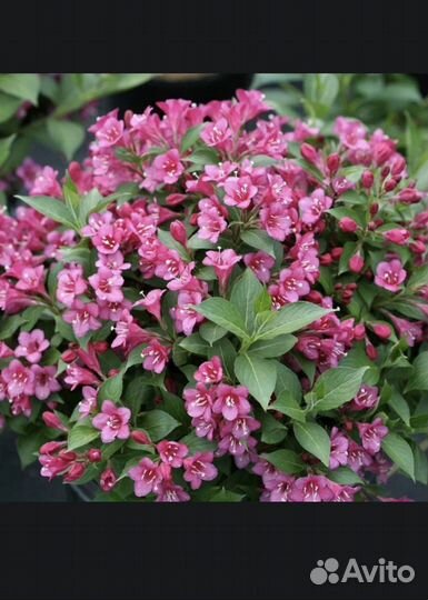 Жасмин, Родедендрон, гортензия