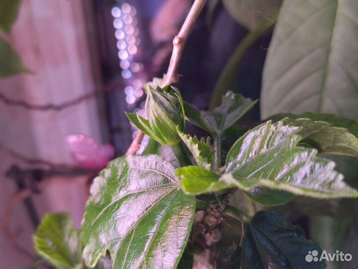 Гибискусы сортовые