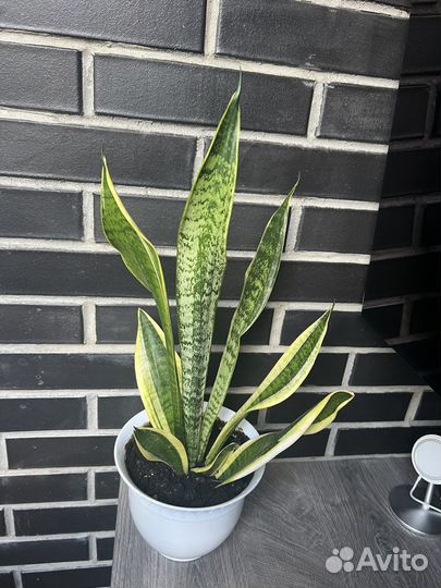 Сансевиерия/щучий хвост