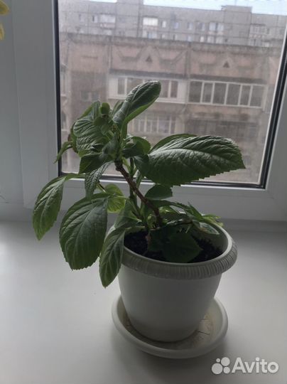 Гортензия комнатная