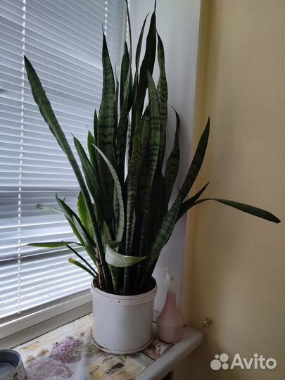 Продам цветы комнатные