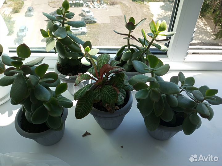 Толстянка(денежное дерево)