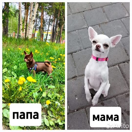 Щенок чихуахуа