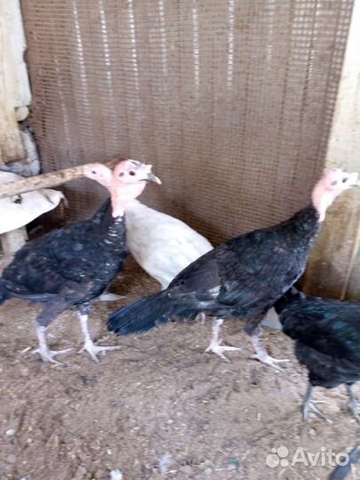 Индюки подрощенные