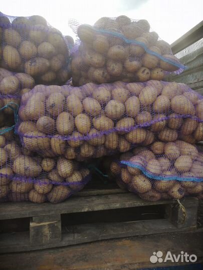 Крупный картофель