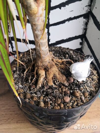 Драцена маргината малая