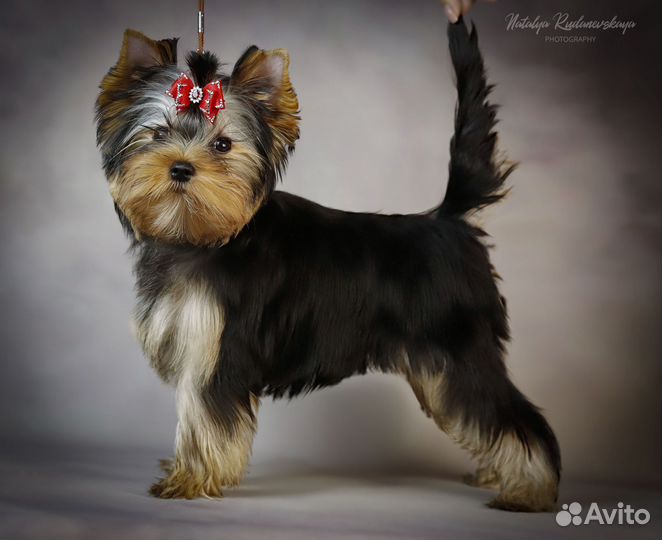 Йоркширский терьер девочка