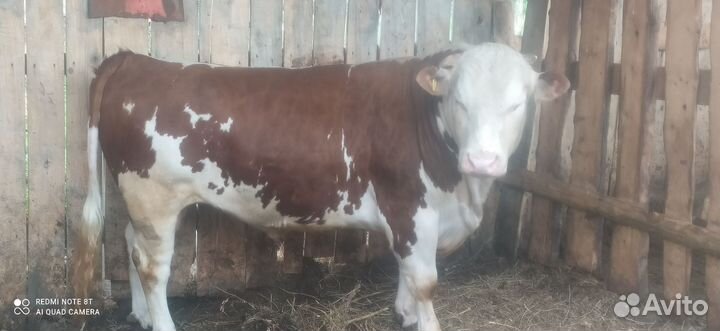 Коровы и быки