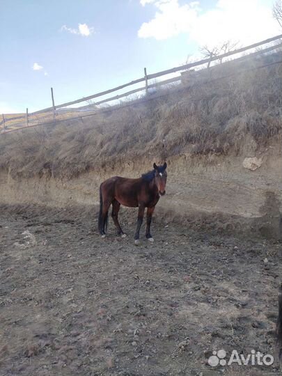 Лошадь жеребец