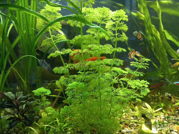 Аквариумные растения и рыбки