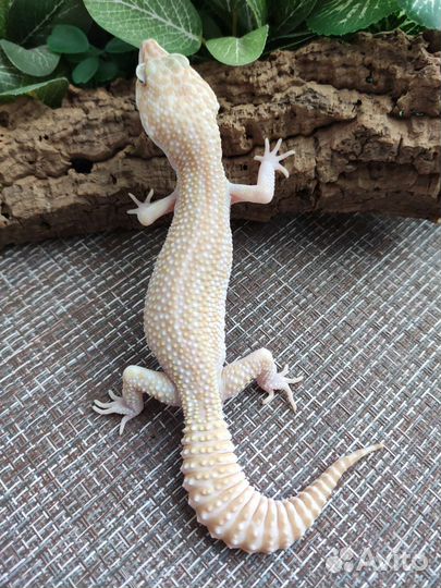 Эублефар, геккон, ящерица