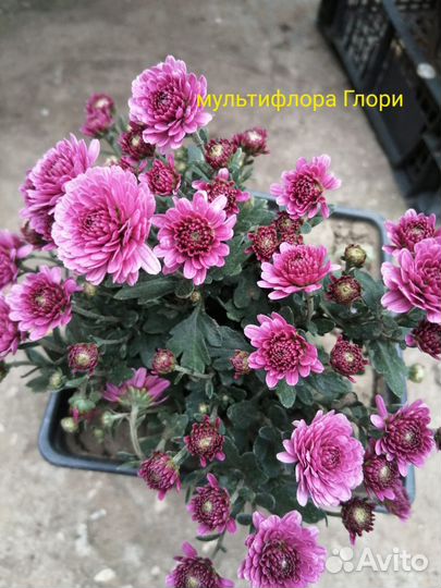 Рассада хризантемы