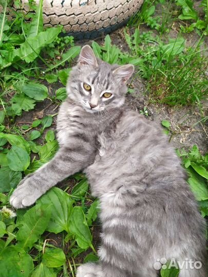 Котик бесплатно