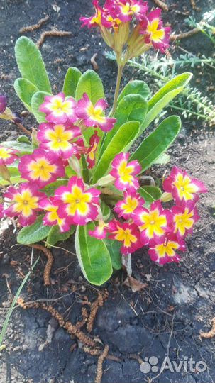 Цветы многолетники и горшечные