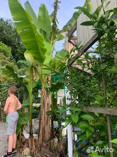 Банановая пальма
