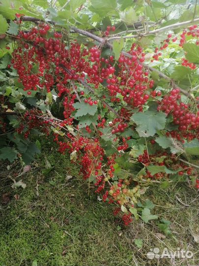 Саженцы смородины черной и красной