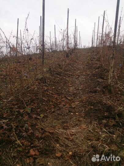 Лозы винограда для виноделия в Рязанской области