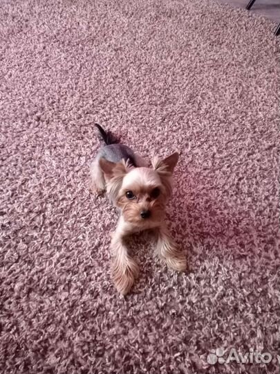 Йоркширский терьер мини