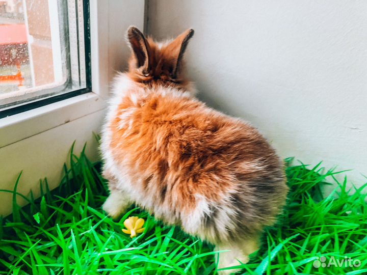 Карликовый кролик