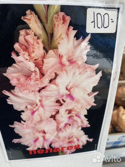 Растения для сада