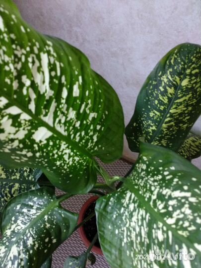 Диффенбахия