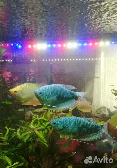 Гурами мраморный