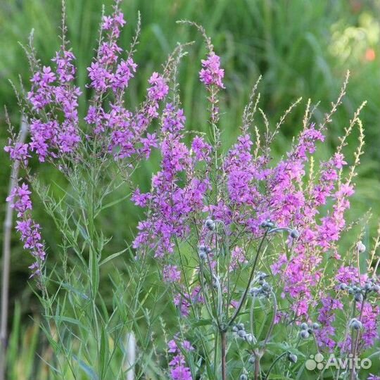 Дербенник иволистный