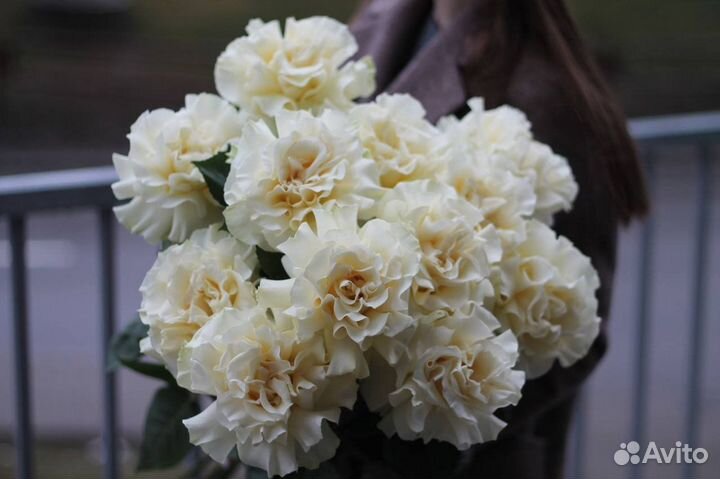 Французские розы кремового оттенка