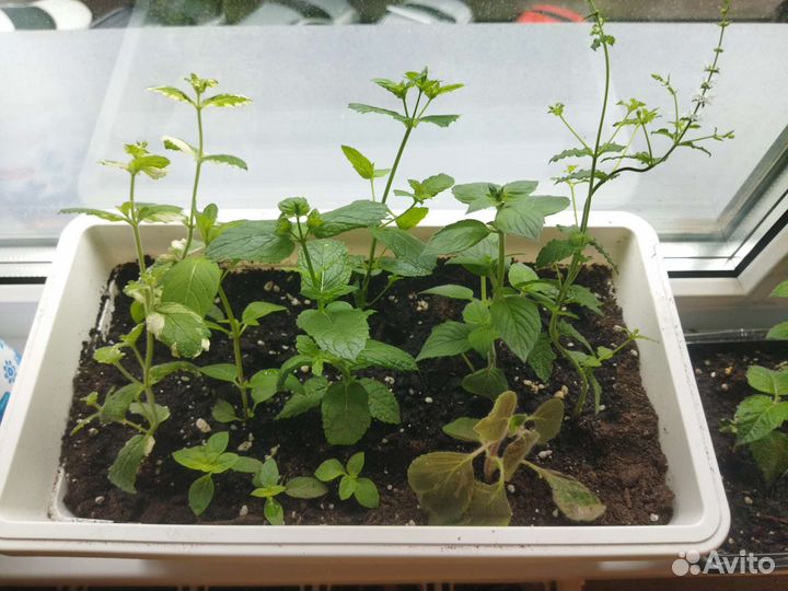 Мята (10 сортов)