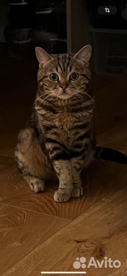 Котик 1,5 года кастрирован ищет дом