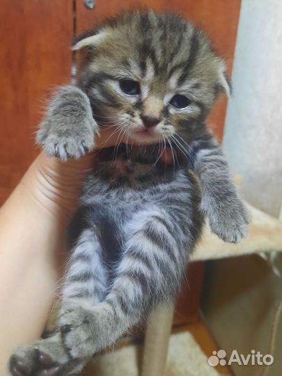 Шотландские котята