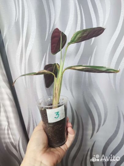 Строманта Оппенгейма триколор