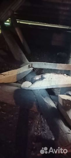 Сувель березовый