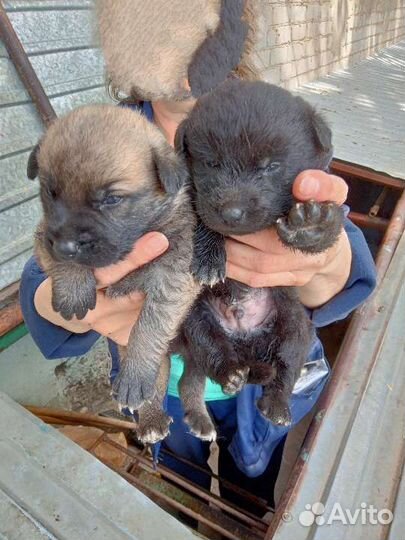 Собака в добрые руки отдам бесплатно